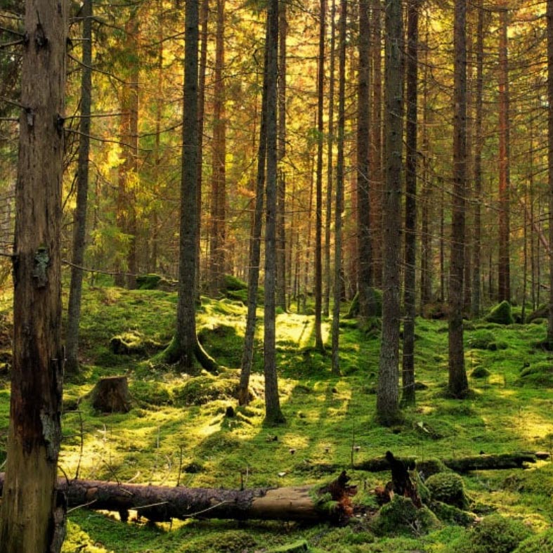 environmental savings through digital transformation